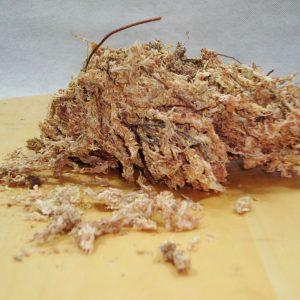 Musgo Sphagnum
