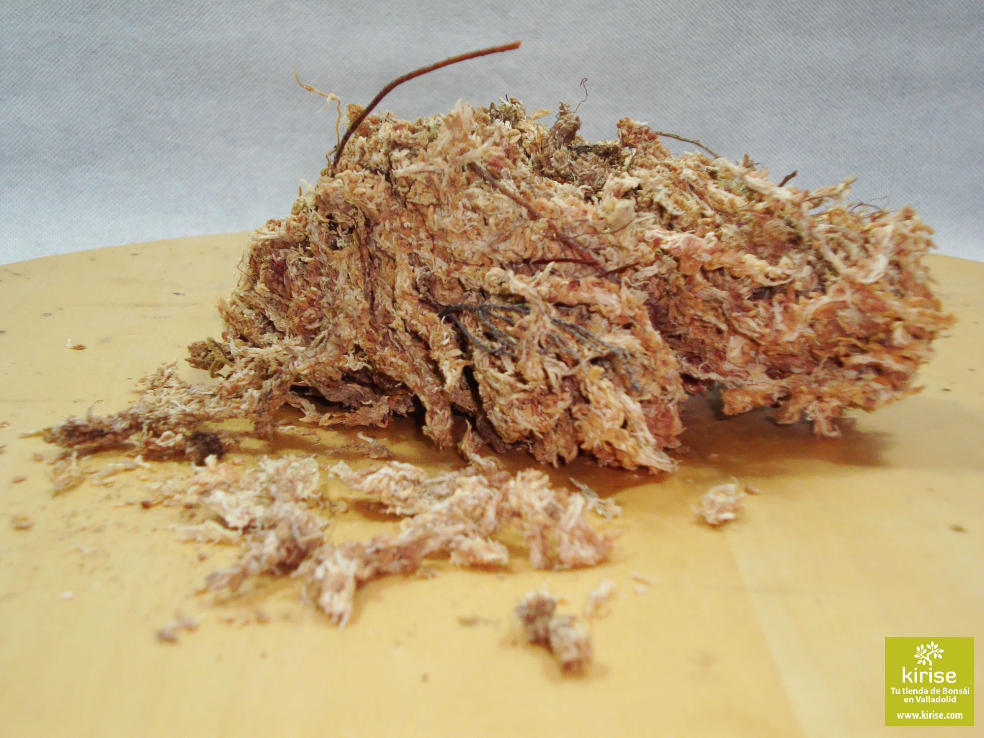 Musgo Sphagnum