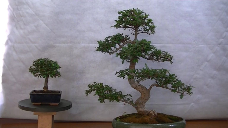 Ulmus Parvifolia