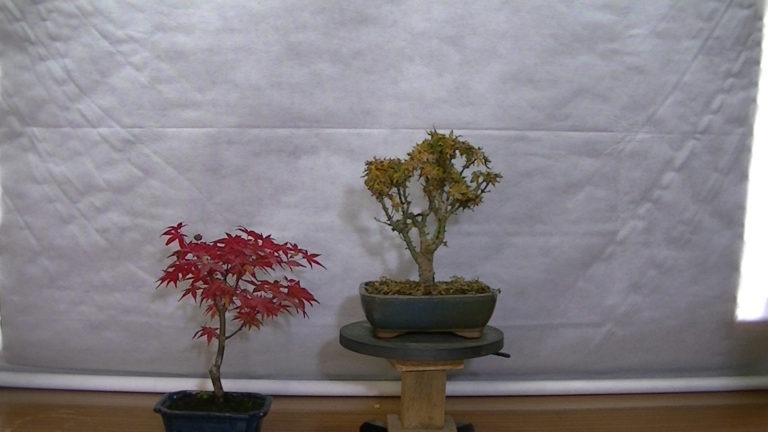 Acer