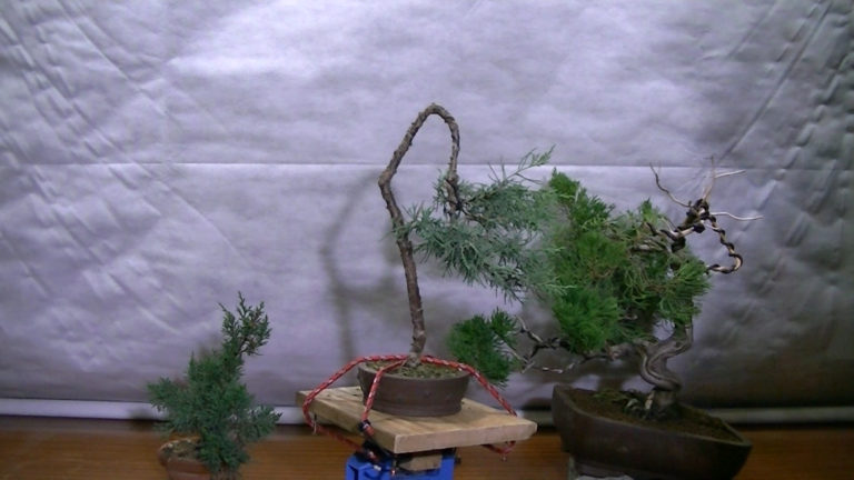 Juniperus