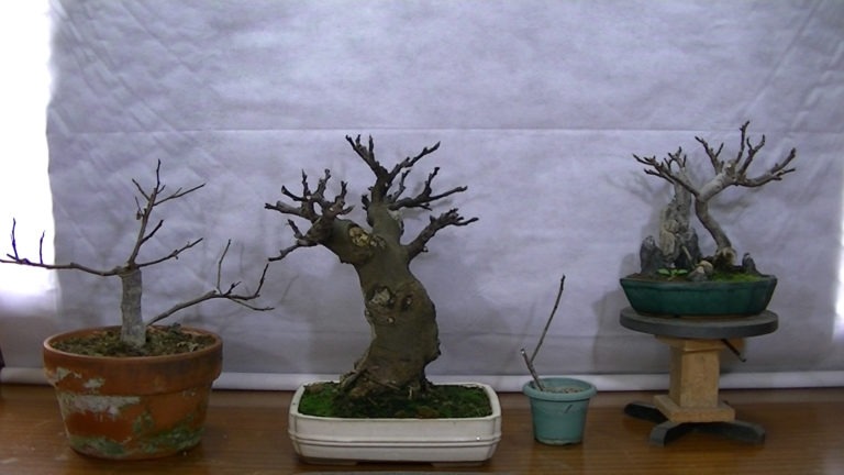 Higueras (Ficus Carica)