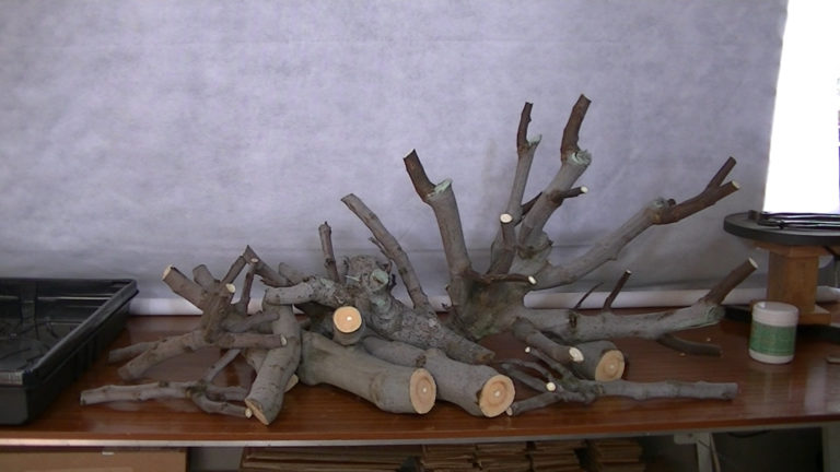 Esquejes de Higuera
