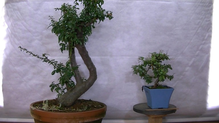 Piracantas (Pyracanthas)