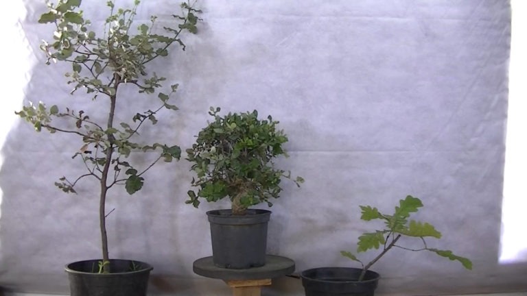 Quercus