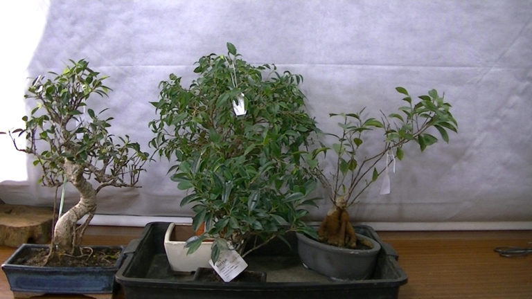 Tiempo de Ficus