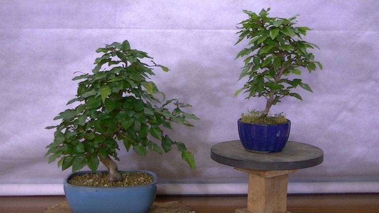 Carpes (Carpinus)