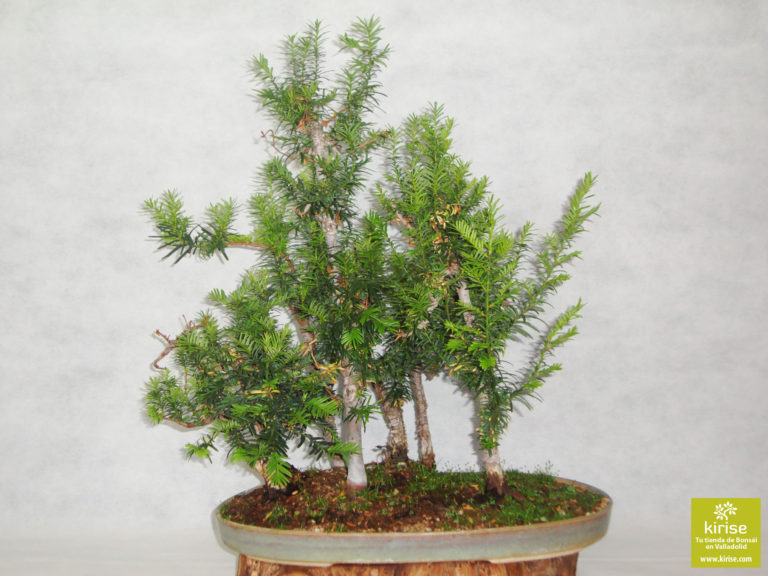 Tejos (Taxus)