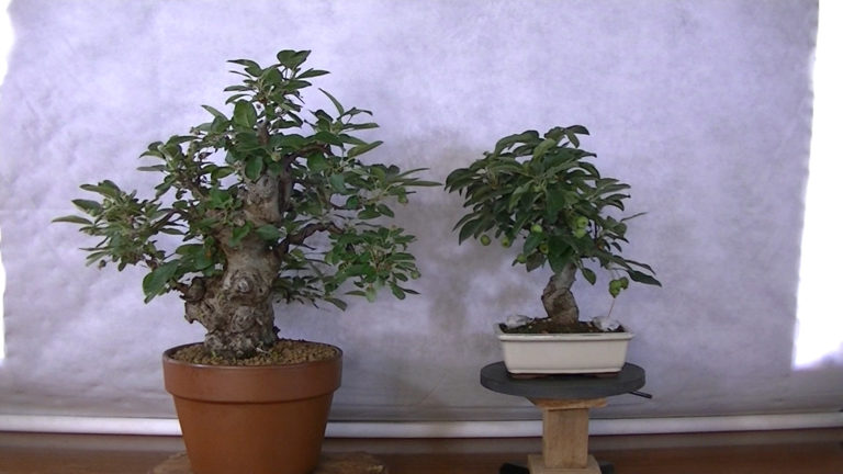 Manzanos (Malus)