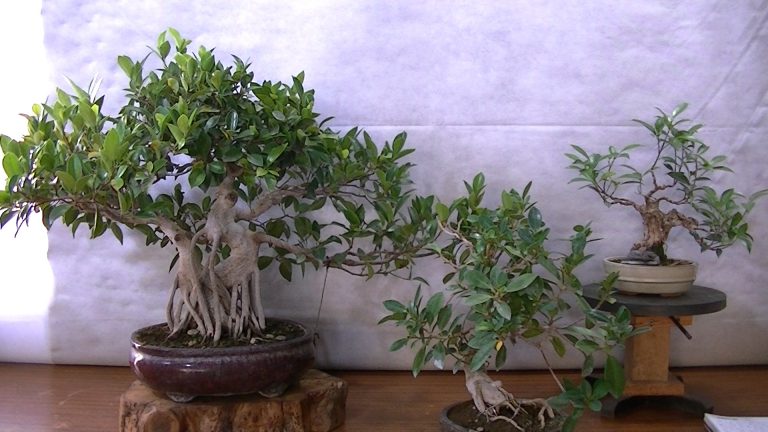 Ficus