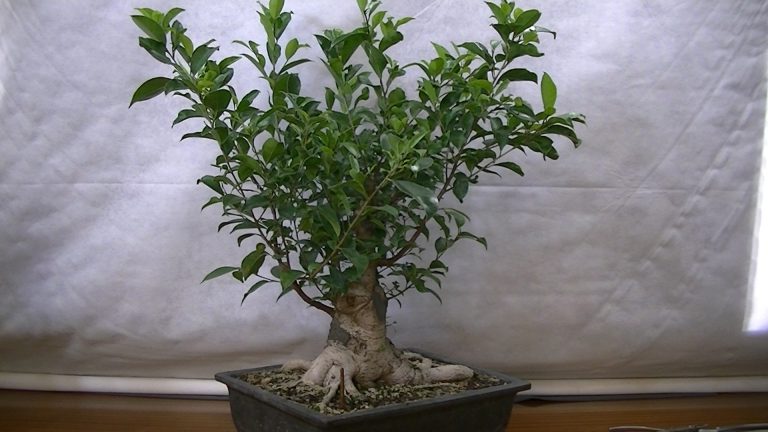 El Pequeñín (Ficus Retusa)