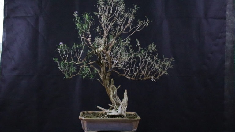 Romeros (Rosmarinus officialis)