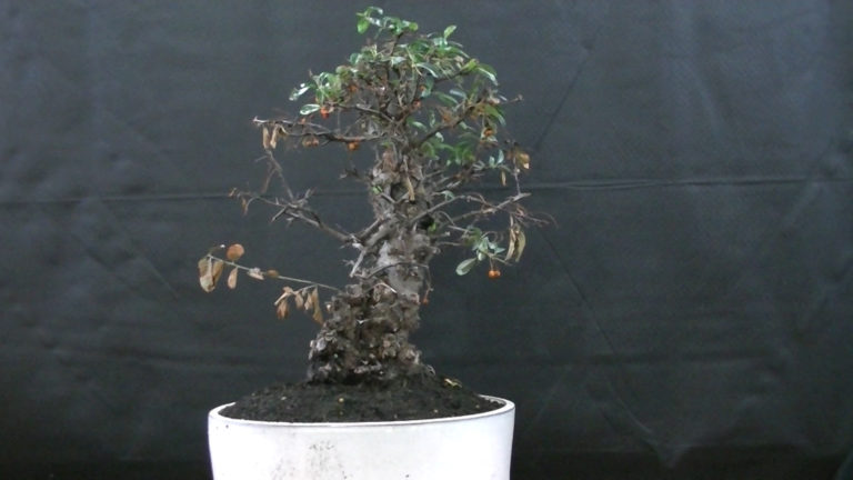 The Pyracantha