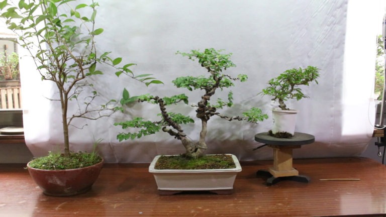 Ligustrum (aligustres)