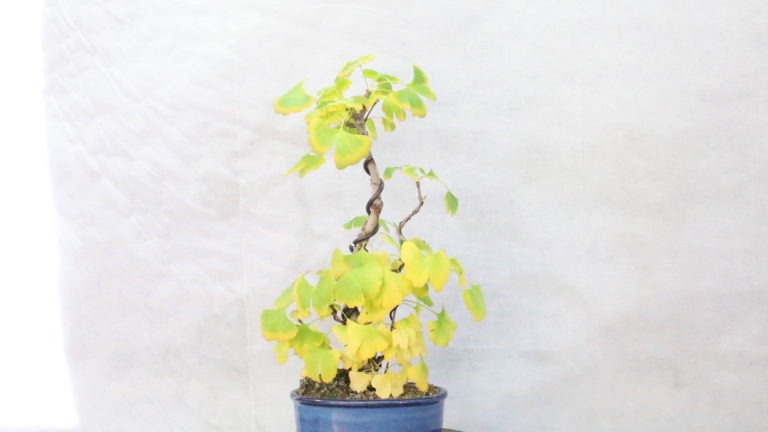 Ginkgo Biloba