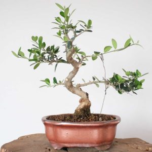 Acebuche KB1475_3