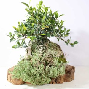 Ficus KB1614